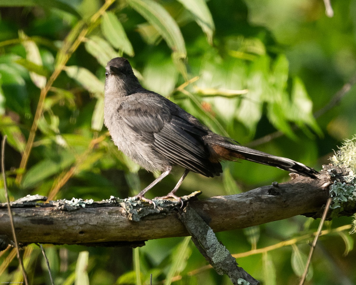 Gray Catbird - ML605258291