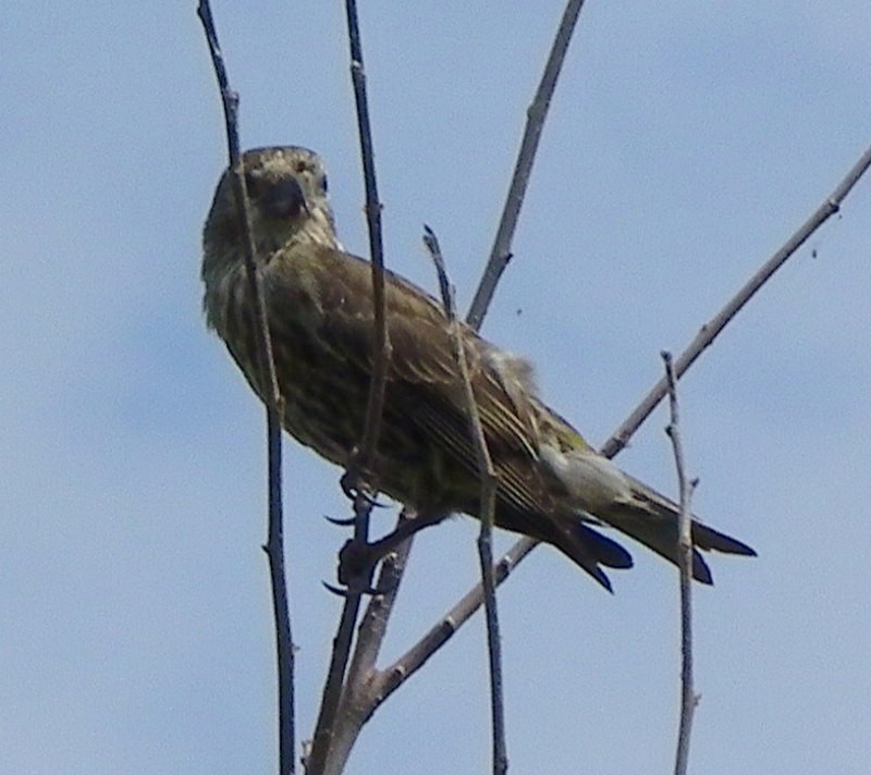 Red Crossbill - ML605258301