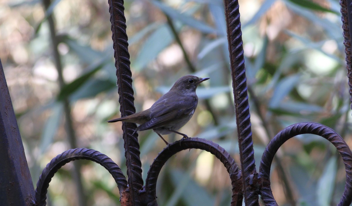 Thrush Nightingale - ML605258741