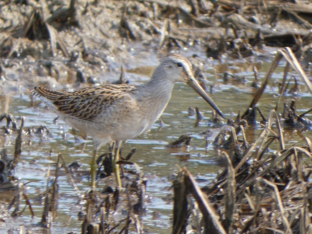 Short-billed Dowitcher - ML605258811