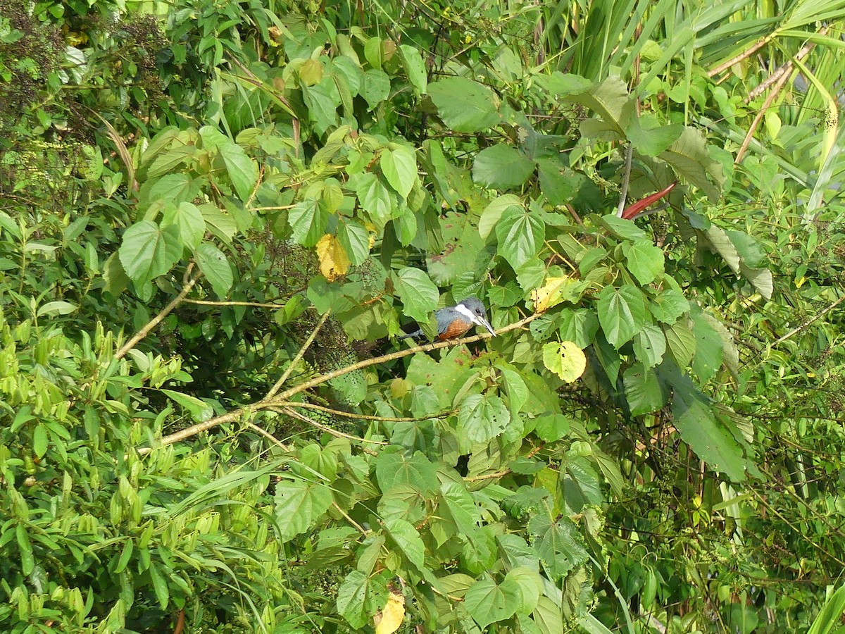 Ringed Kingfisher (Northern) - ML605259041