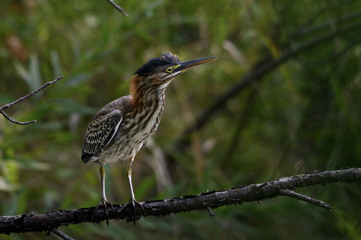 Green Heron - ML605259181