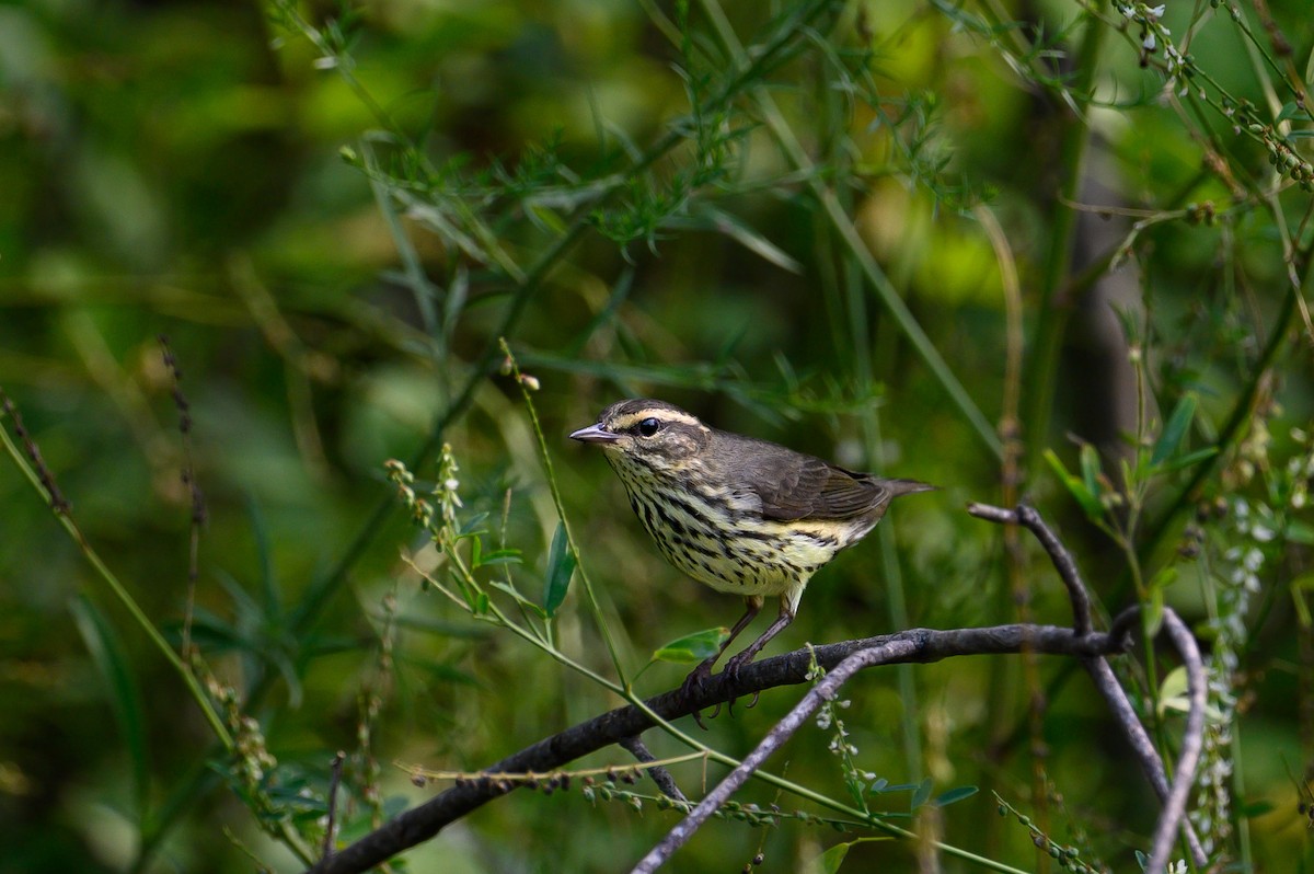 Northern Waterthrush - ML605259241