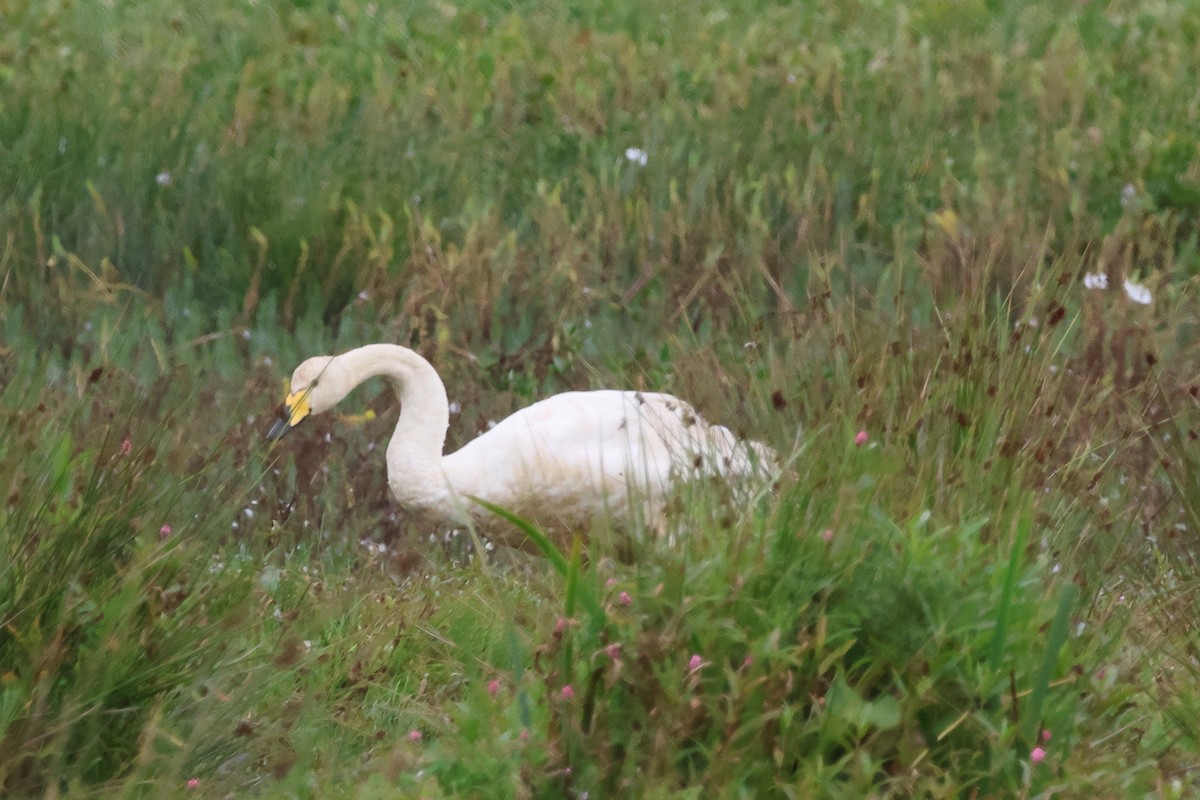 Whooper Swan - ML605260191