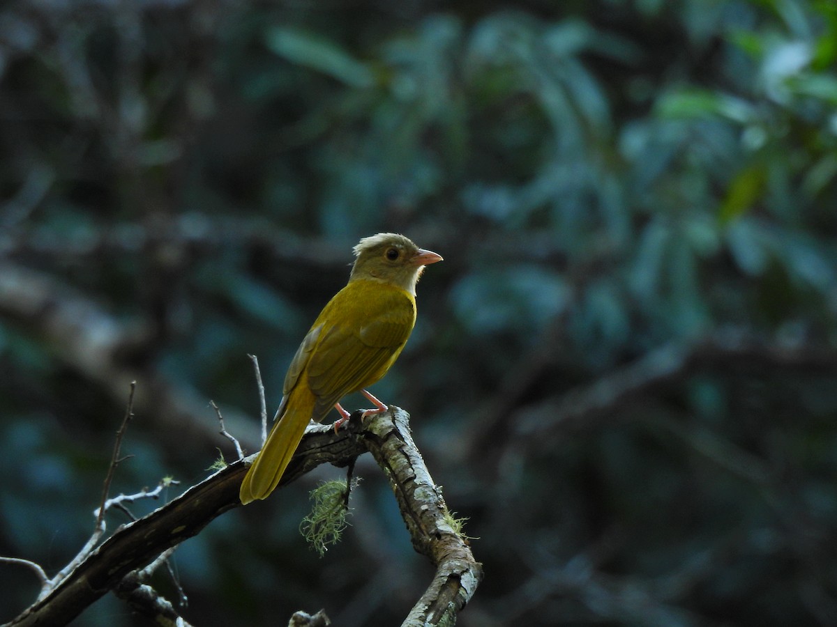 Gray-headed Tanager - ML605263021