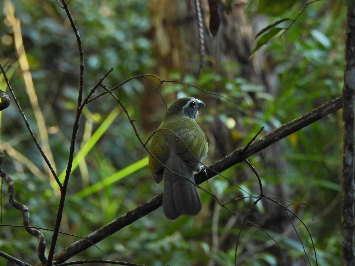 Green-winged Saltator - ML605263061