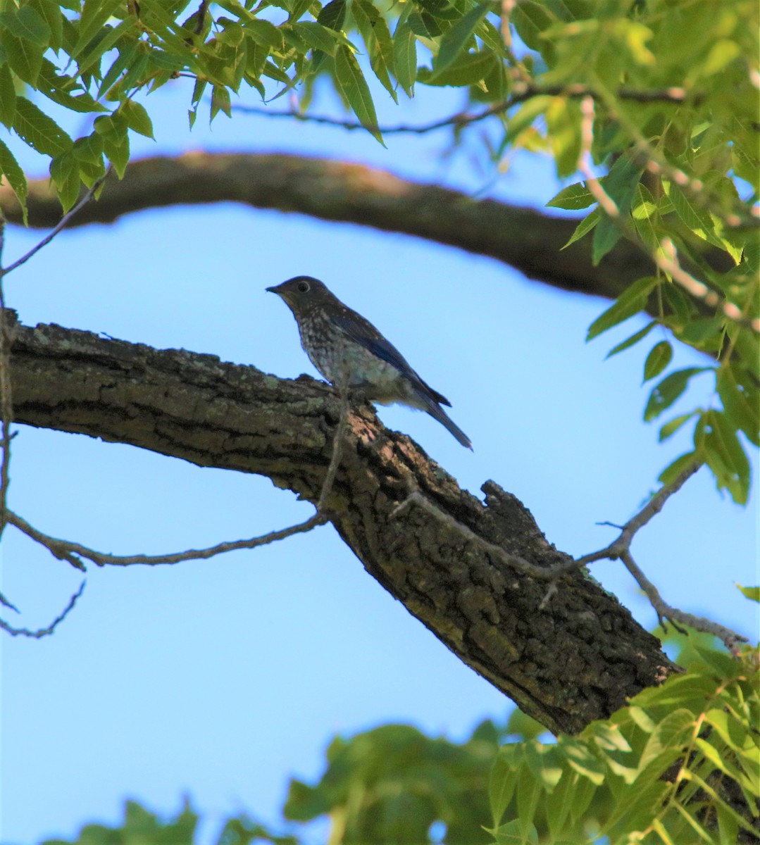 Eastern Bluebird - ML605263351