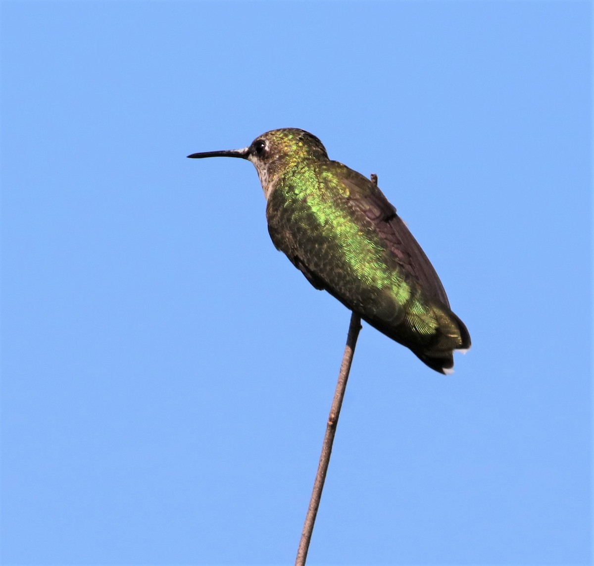 Colibri à gorge rubis - ML605263761