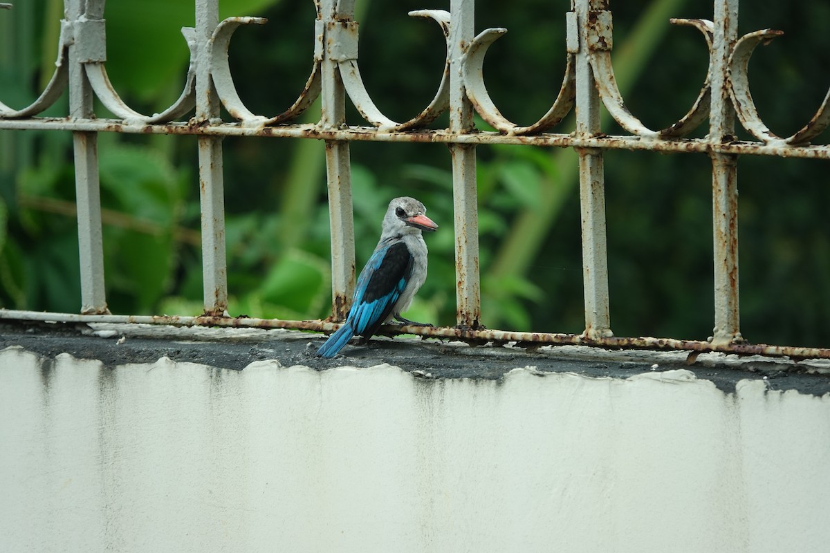 Woodland Kingfisher - ML605263781