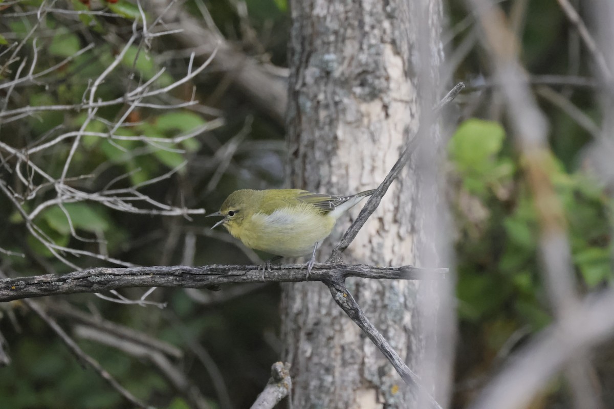 Tennessee Warbler - Scott Ray
