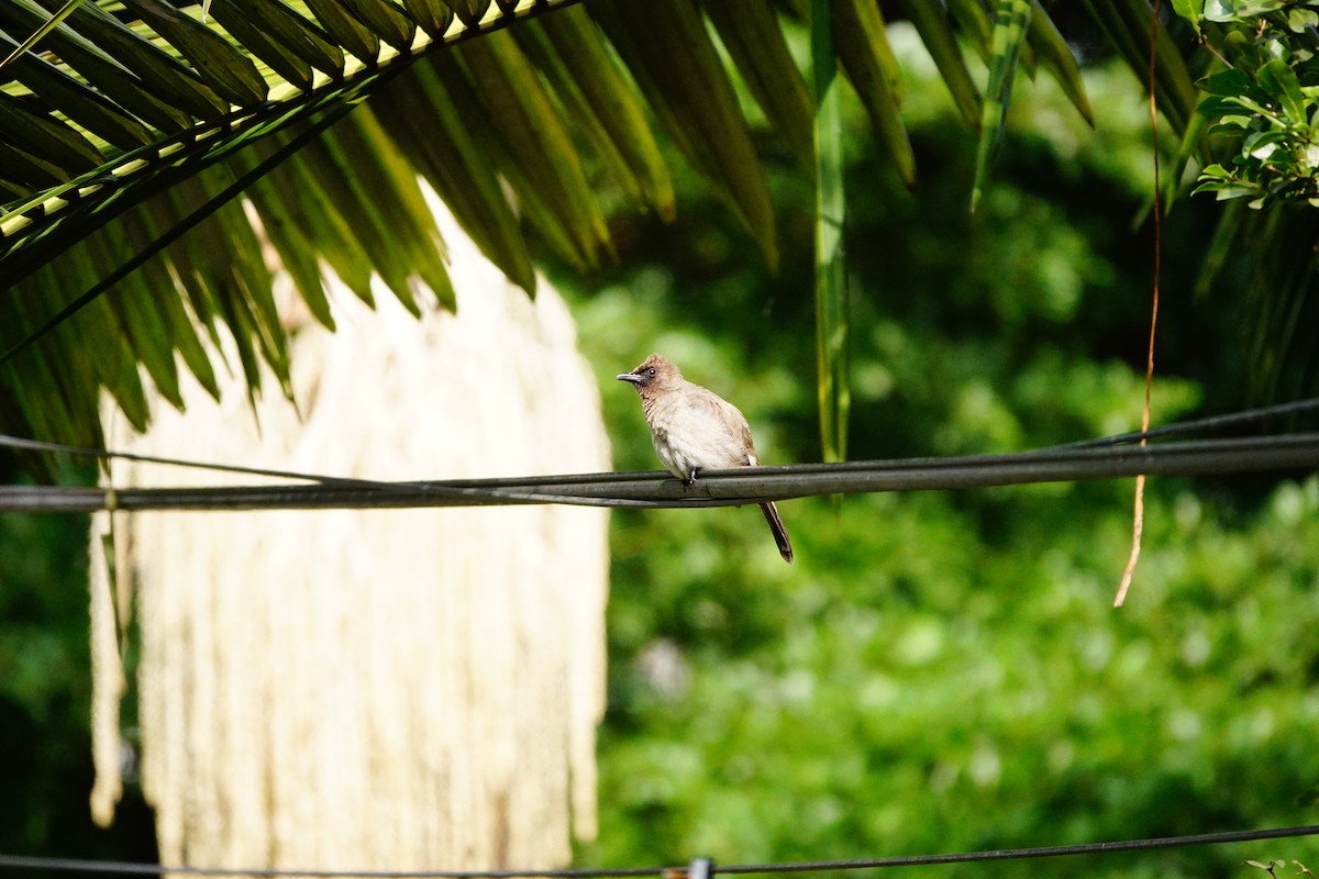 Common Bulbul - ML605263961