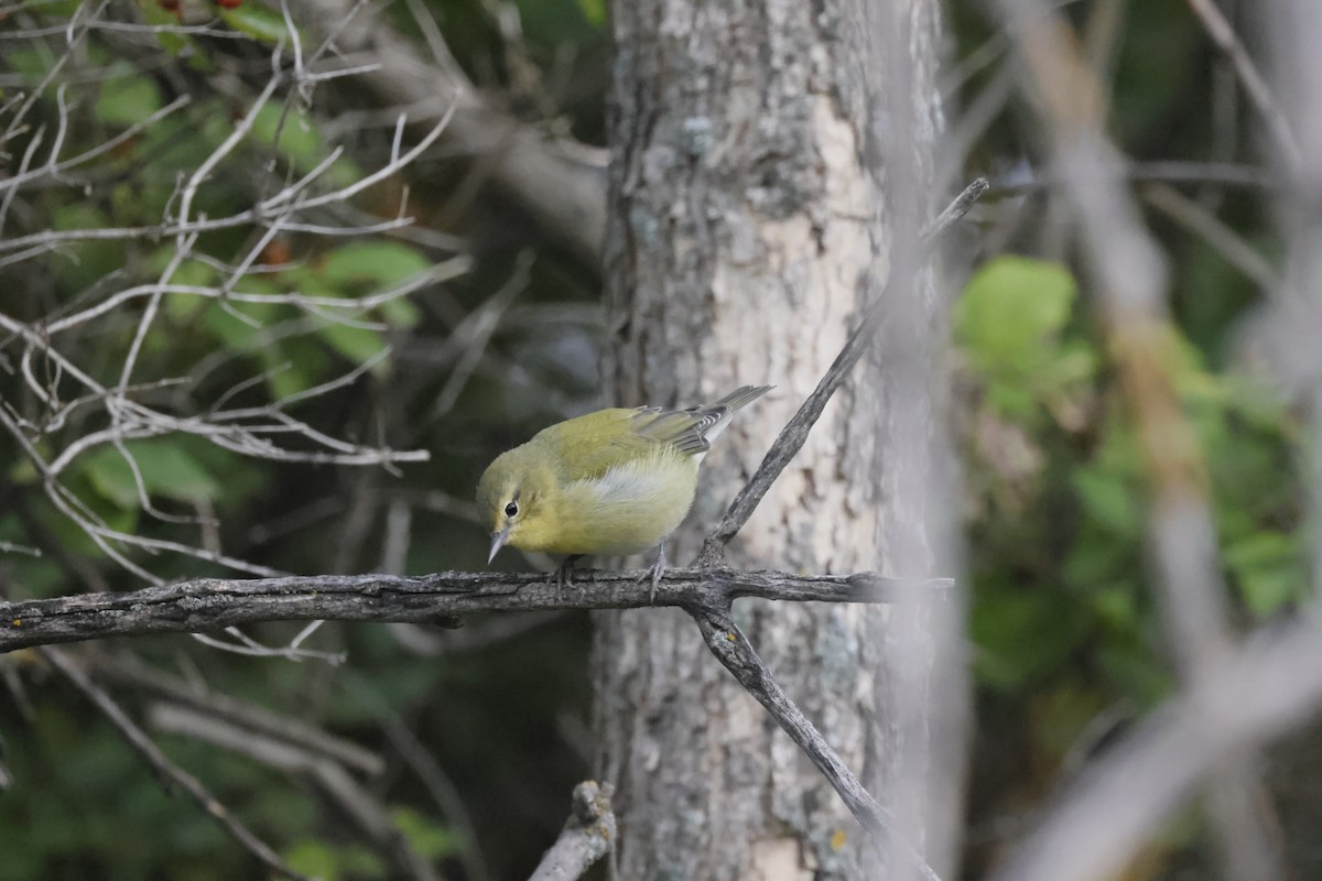 Tennessee Warbler - ML605263971