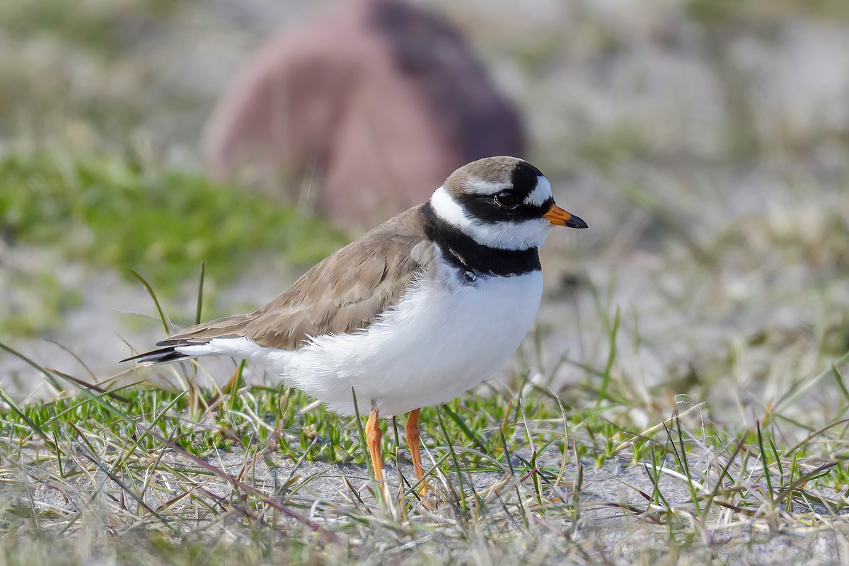Common Ringed Plover - ML605264151