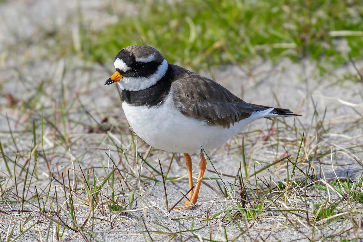 Common Ringed Plover - ML605264161
