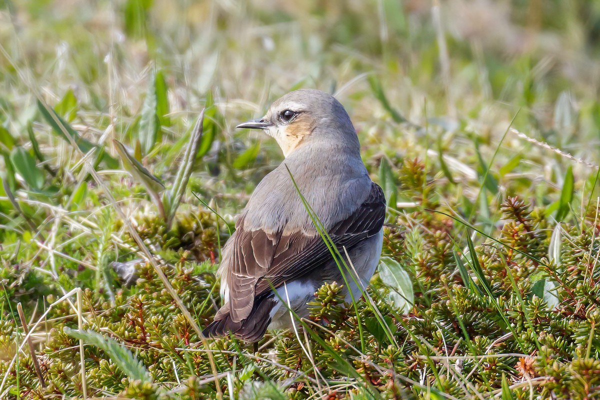 Northern Wheatear - ML605264361