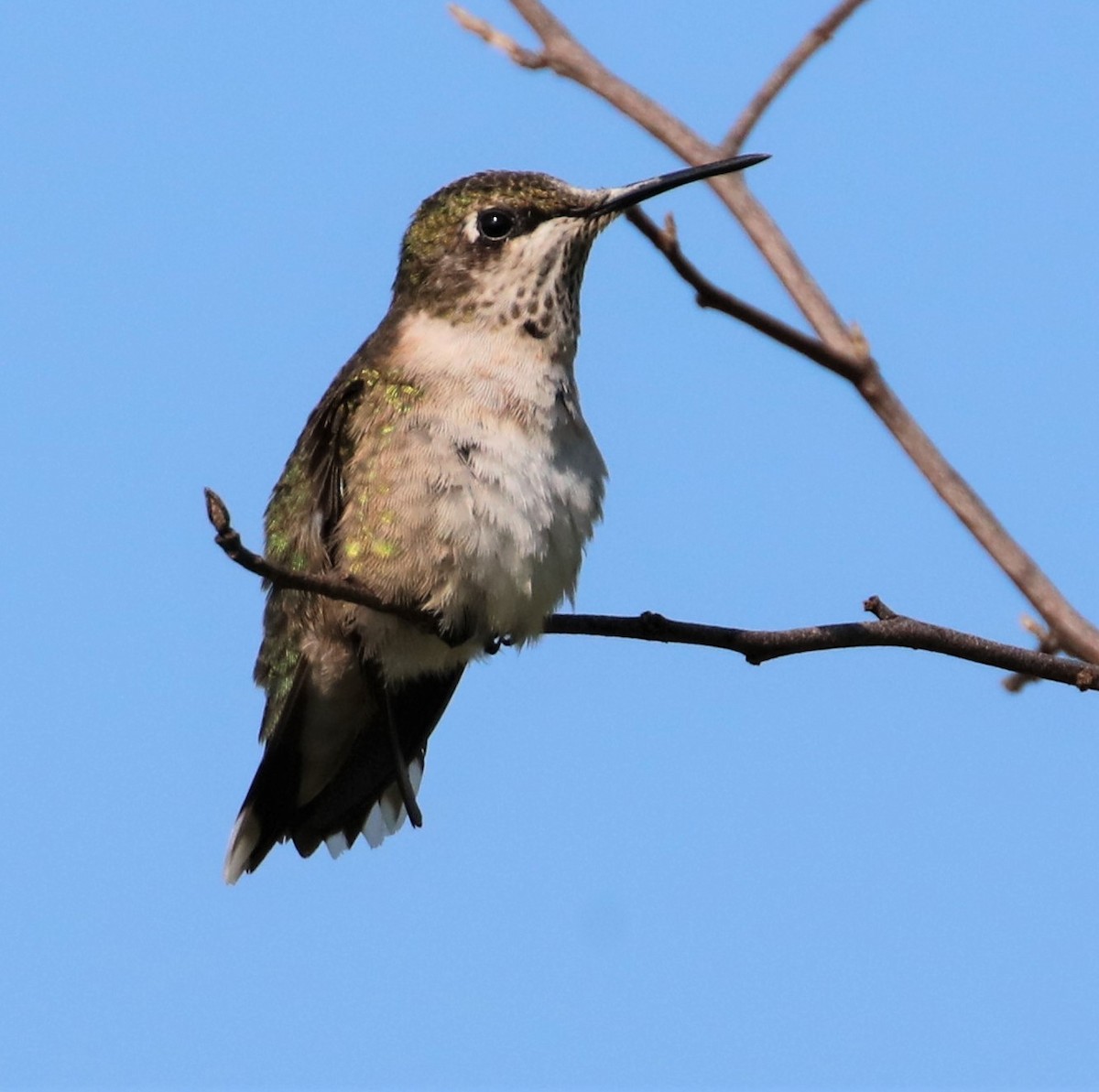 Ruby-throated Hummingbird - ML605264371