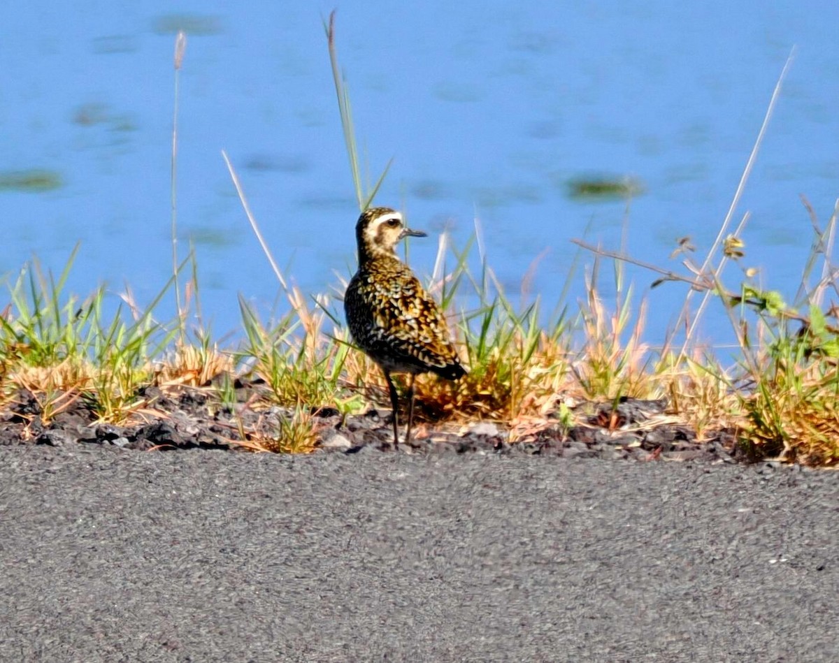 Pacific Golden-Plover - ML605264821