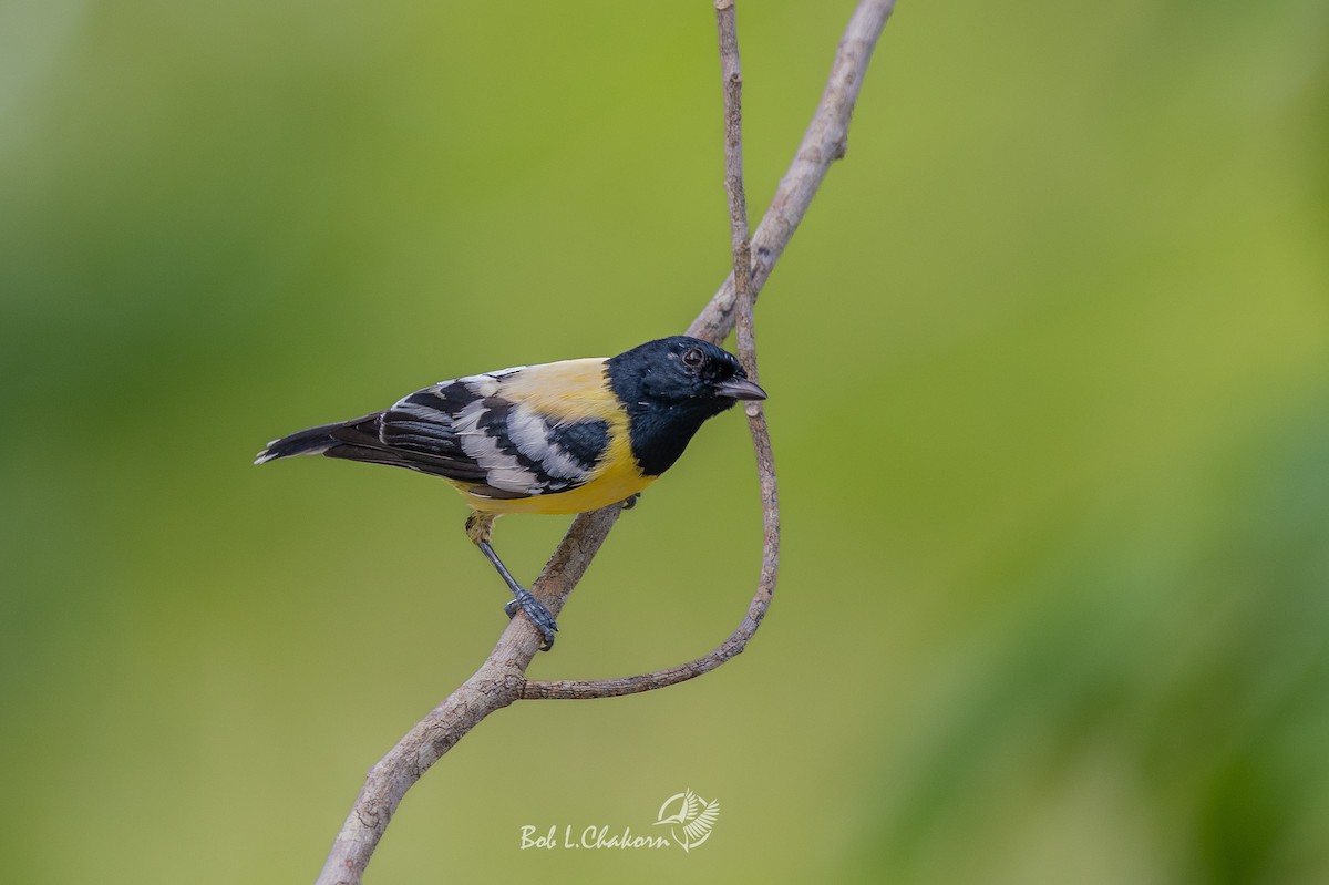 Palawan Tit - ML605264881