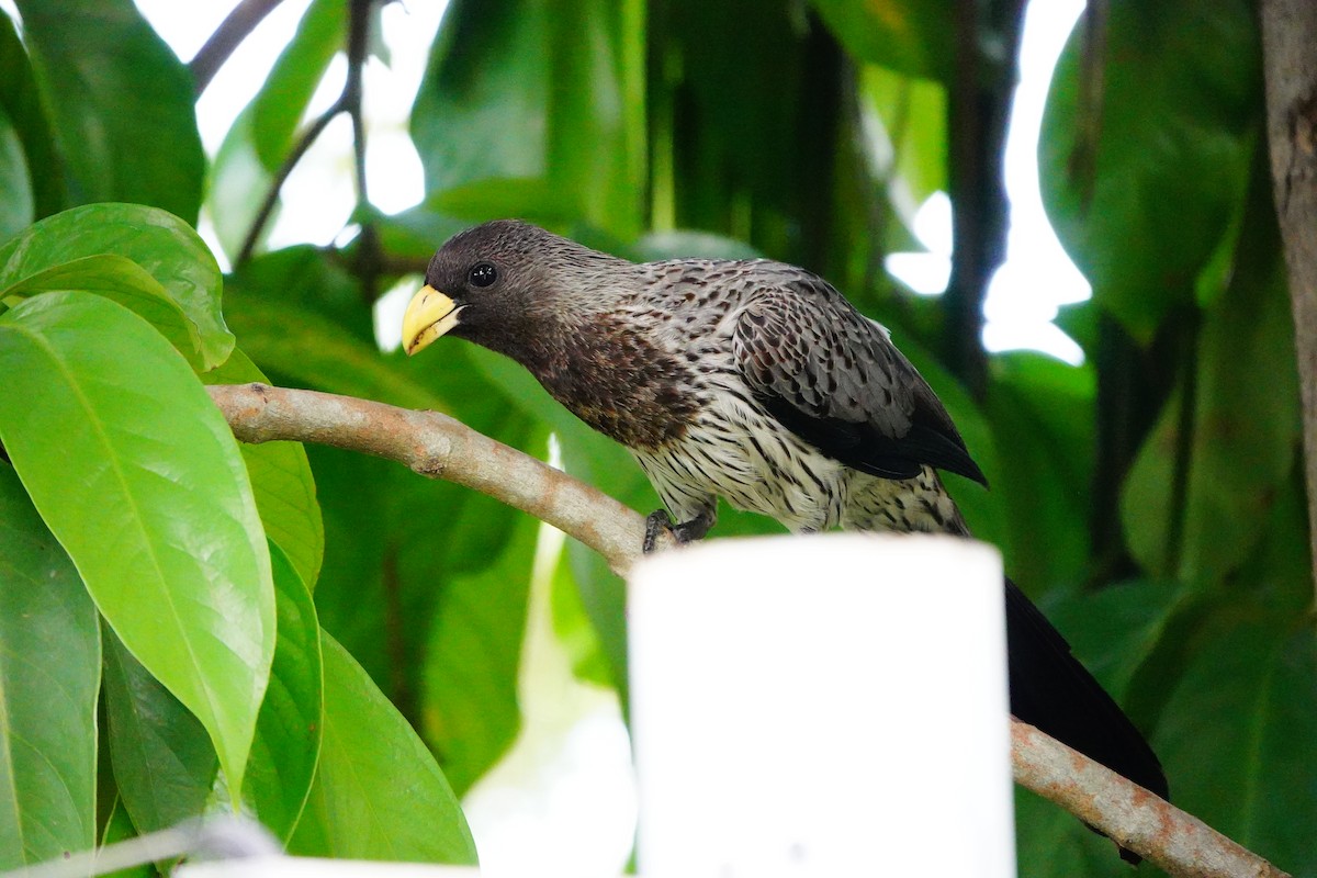 Western Plantain-eater - ML605265391