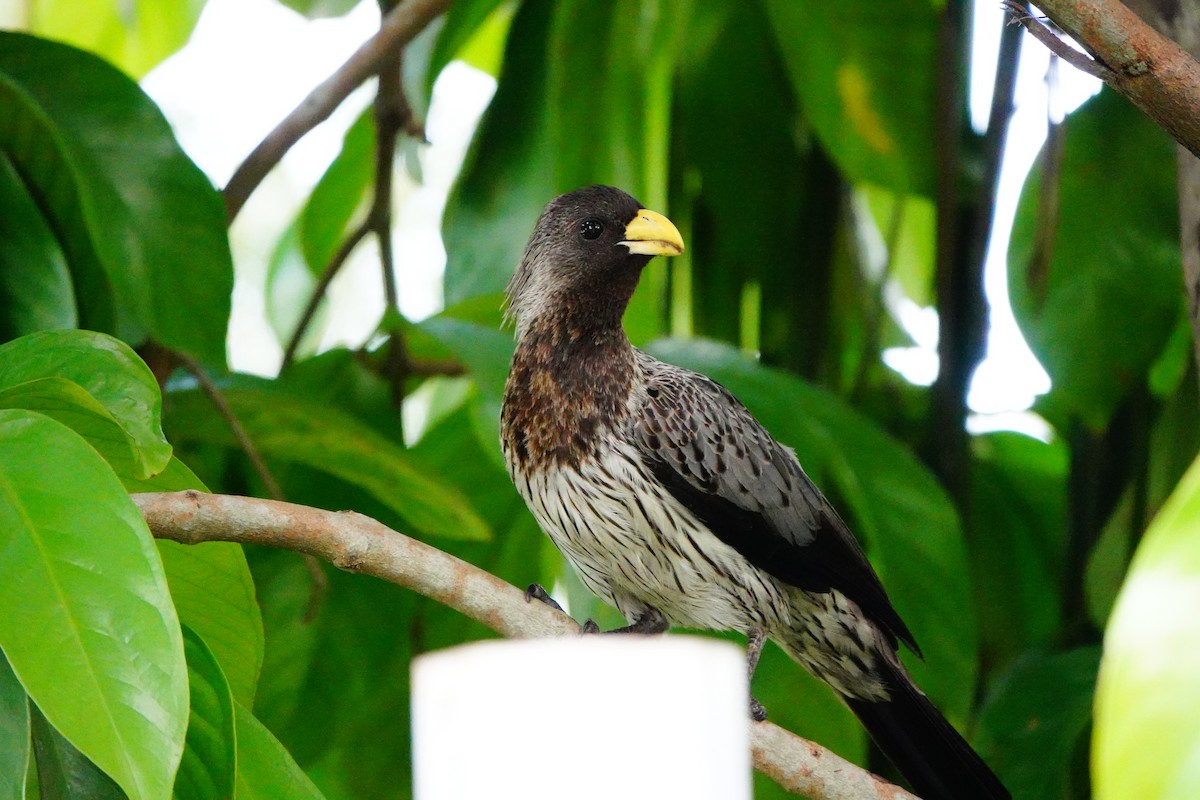 Western Plantain-eater - ML605265411