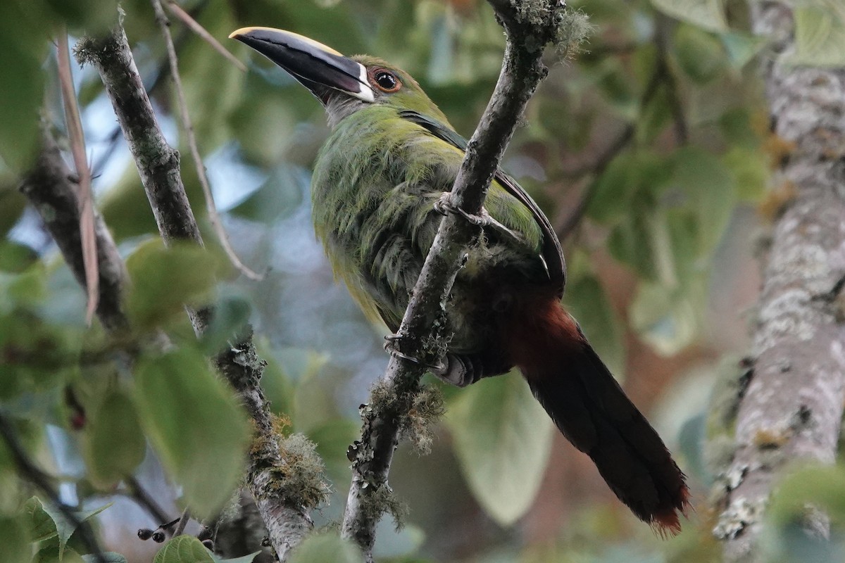 Southern Emerald-Toucanet (Gray-throated) - ML605265631