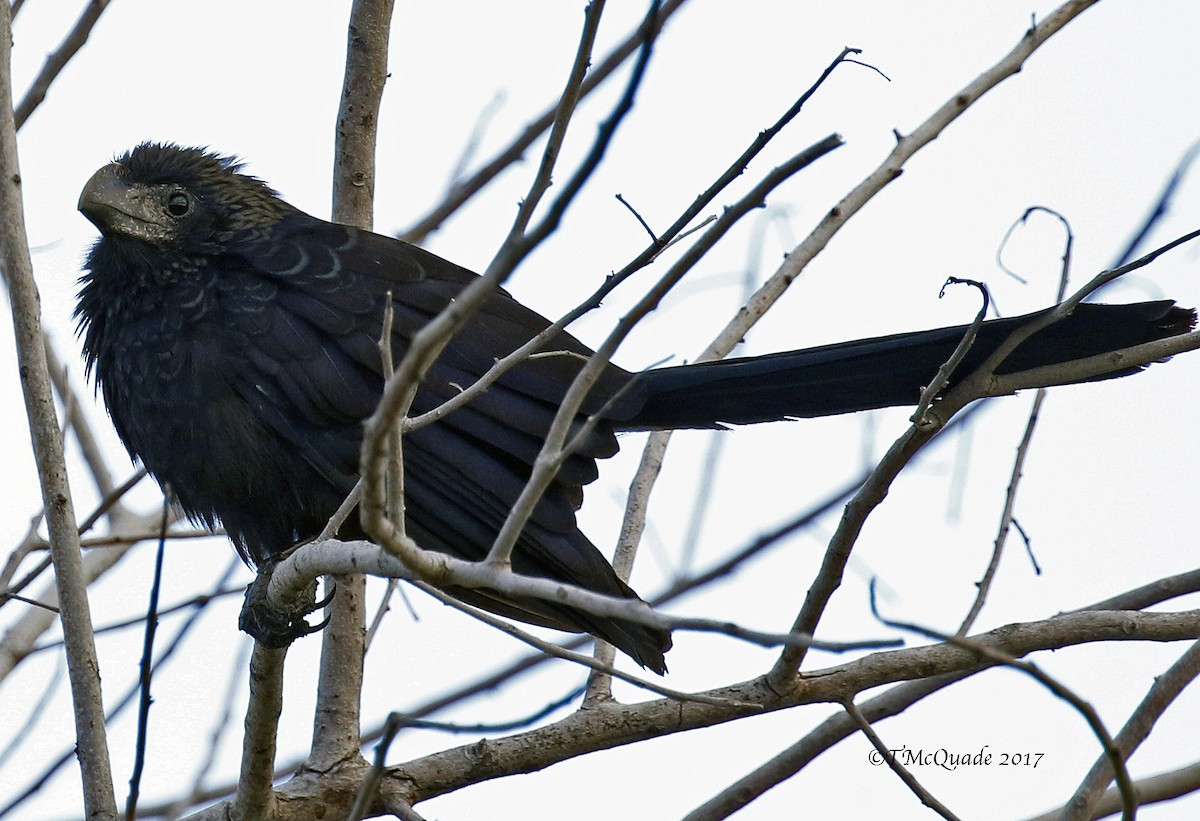 Smooth-billed Ani - ML60526581