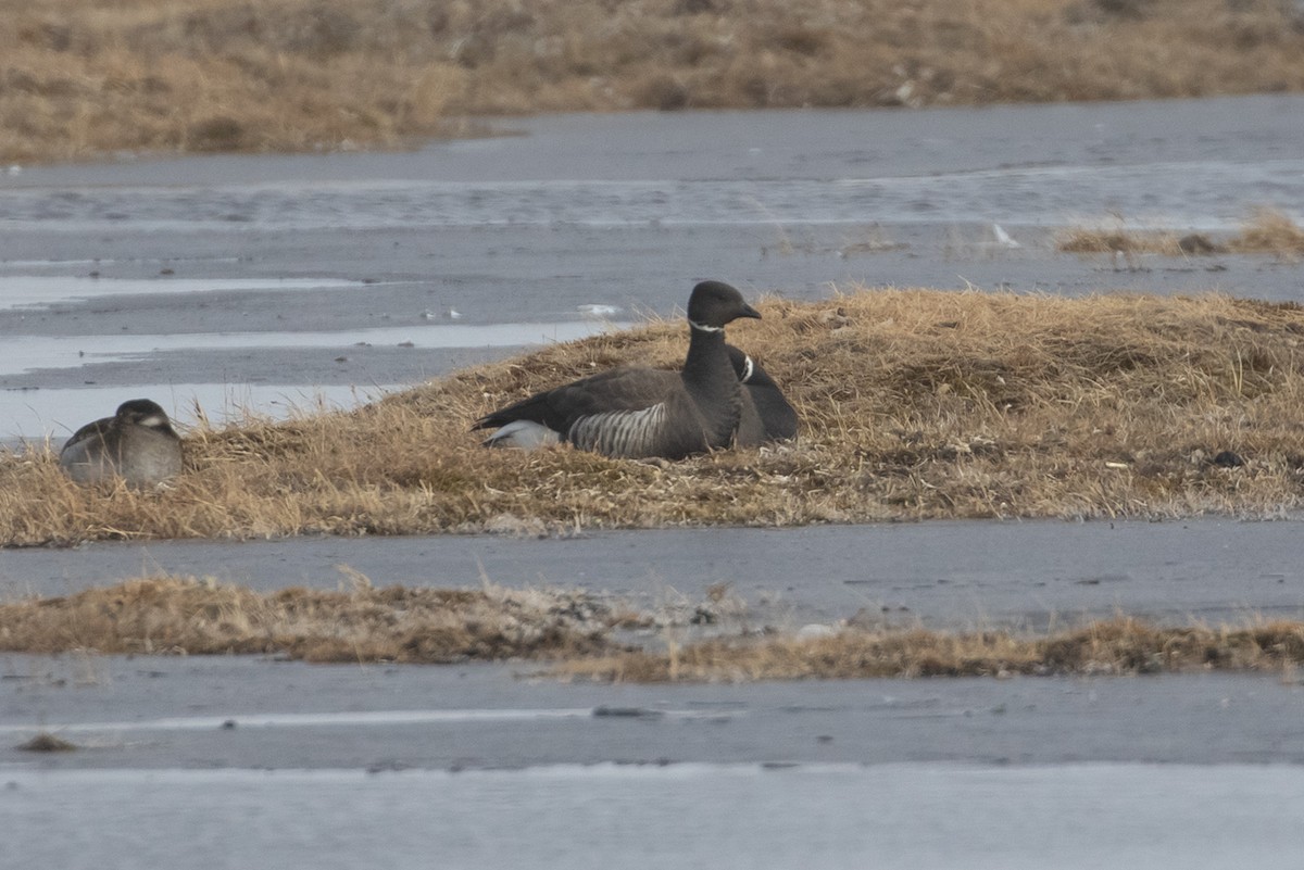 Brant - ML605266341