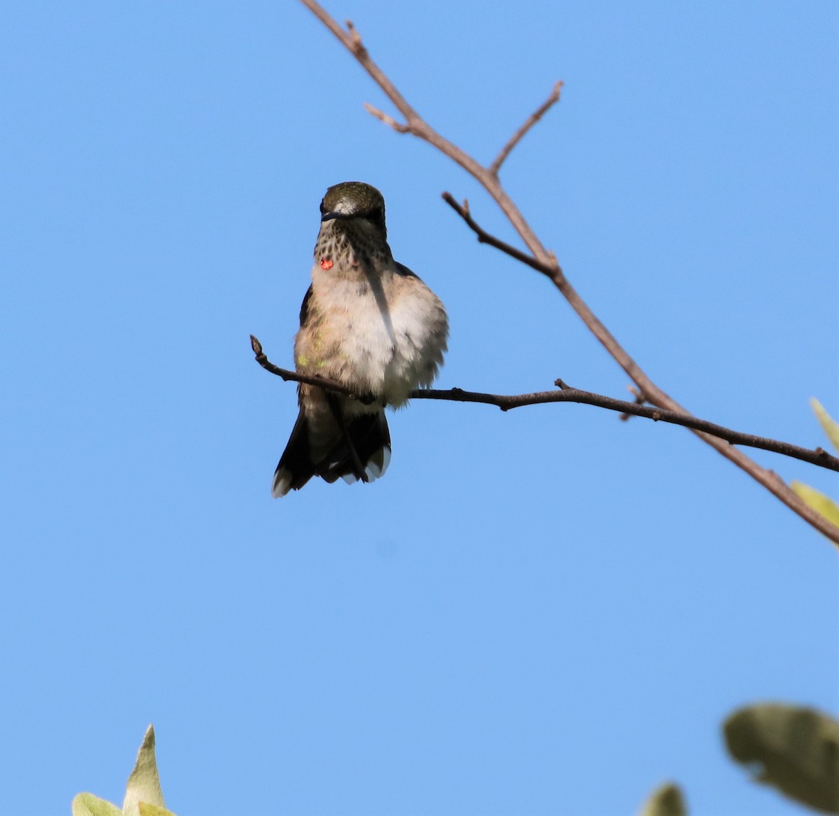 Ruby-throated Hummingbird - ML605266431