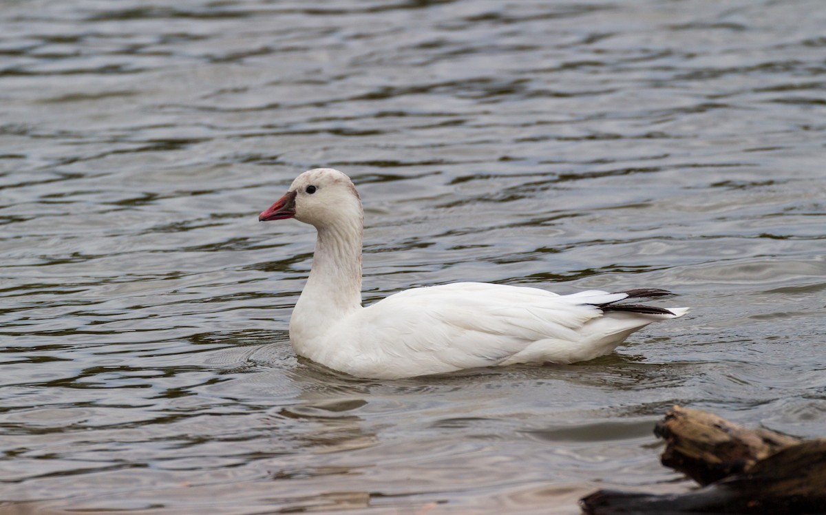 Ross's Goose - ML605266571