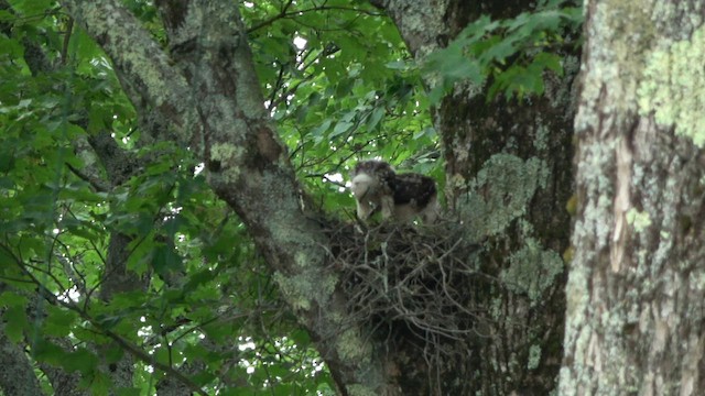 Broad-winged Hawk - ML605268101