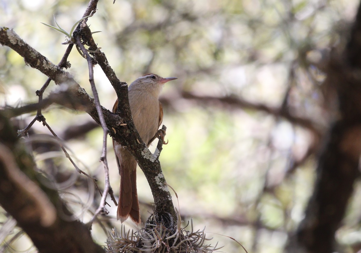 Bolivian Spinetail - Richard Greenhalgh