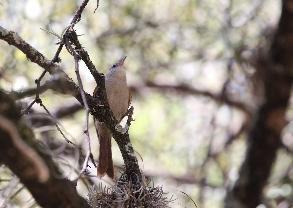 Bolivian Spinetail - Richard Greenhalgh