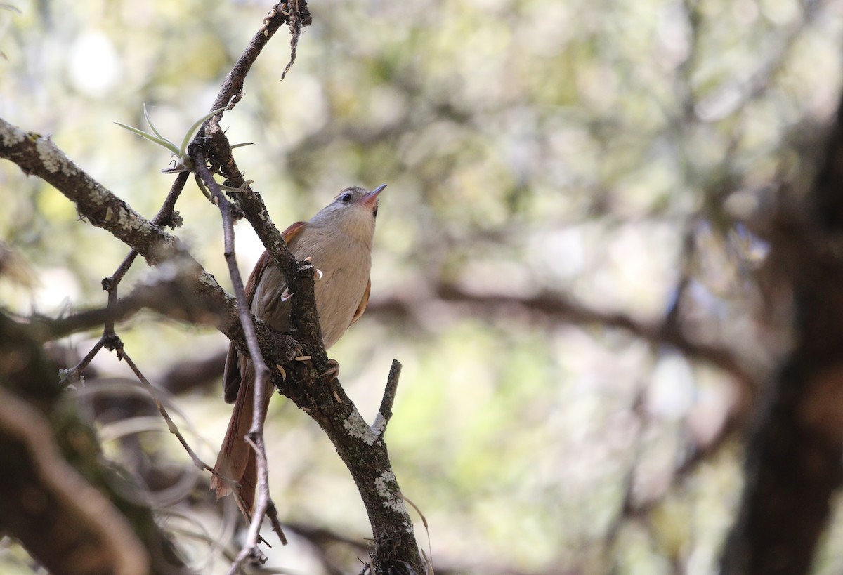 Bolivian Spinetail - Richard Greenhalgh