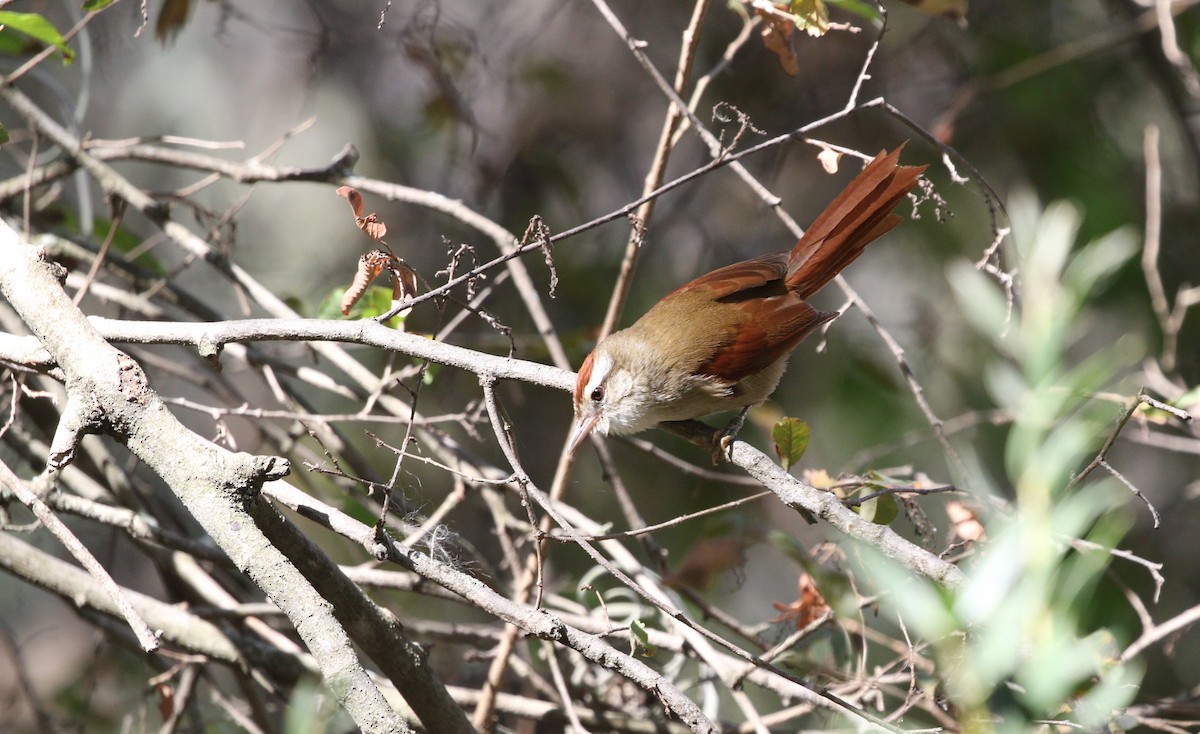 Bolivian Spinetail - Richard Greenhalgh