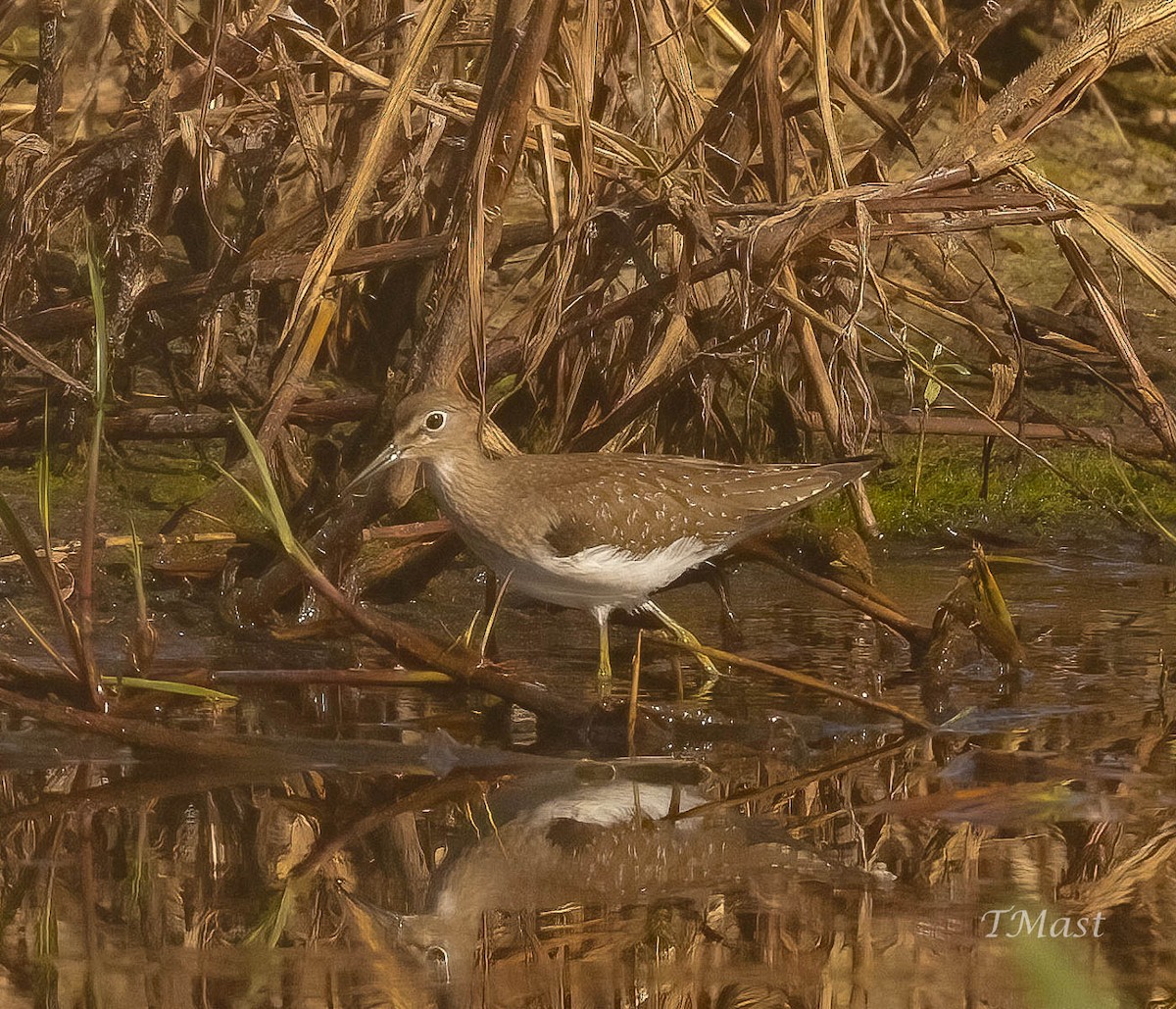 Solitary Sandpiper - Tom Mast