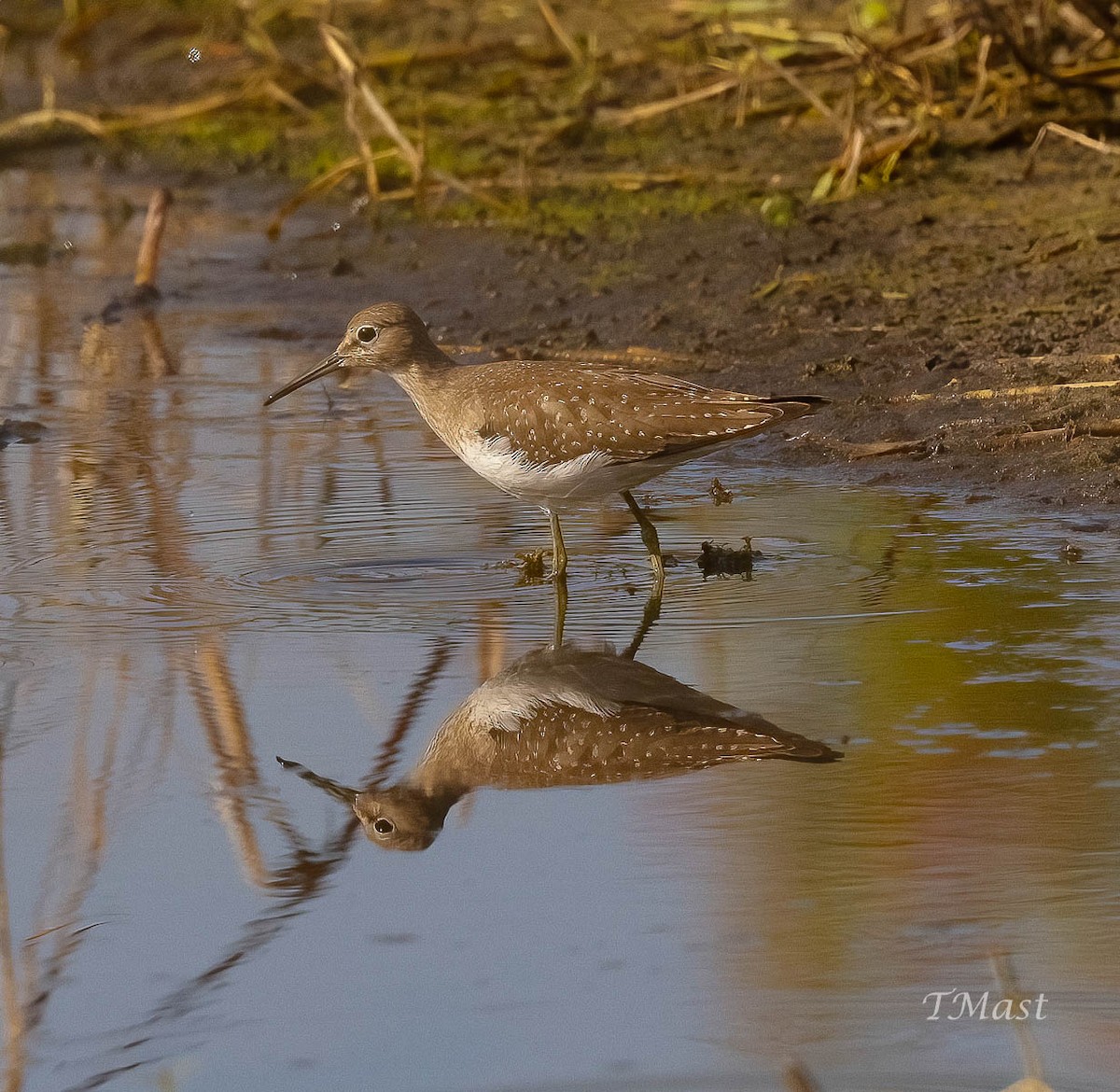 Einsiedelwasserläufer - ML605269361