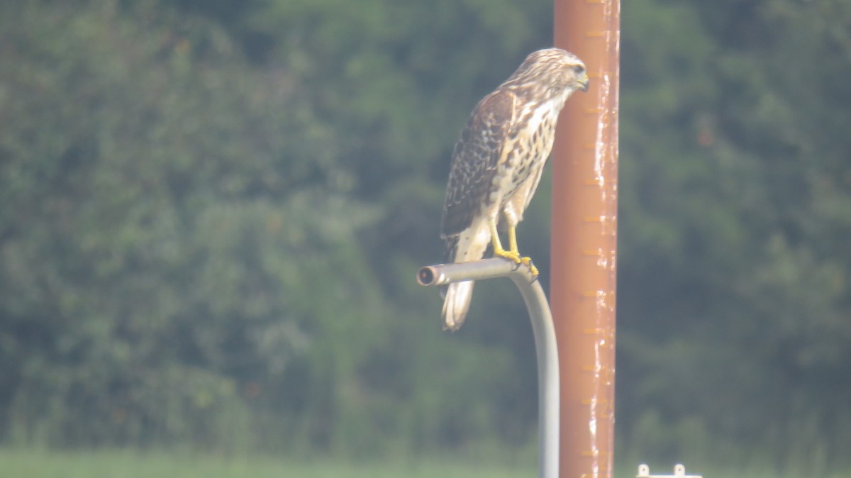 Cooper's Hawk - ML605269381