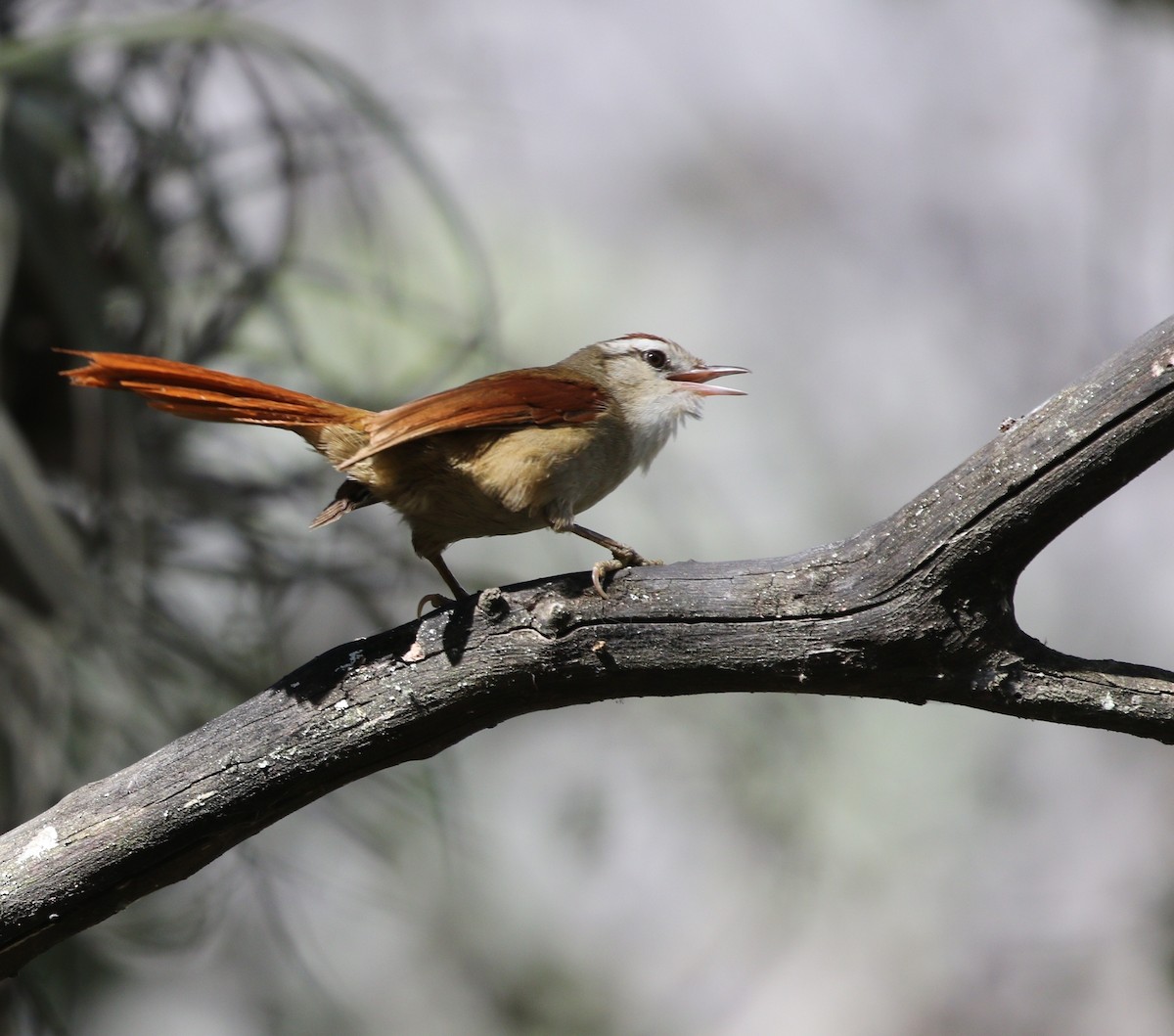 Bolivian Spinetail - Richard Greenhalgh