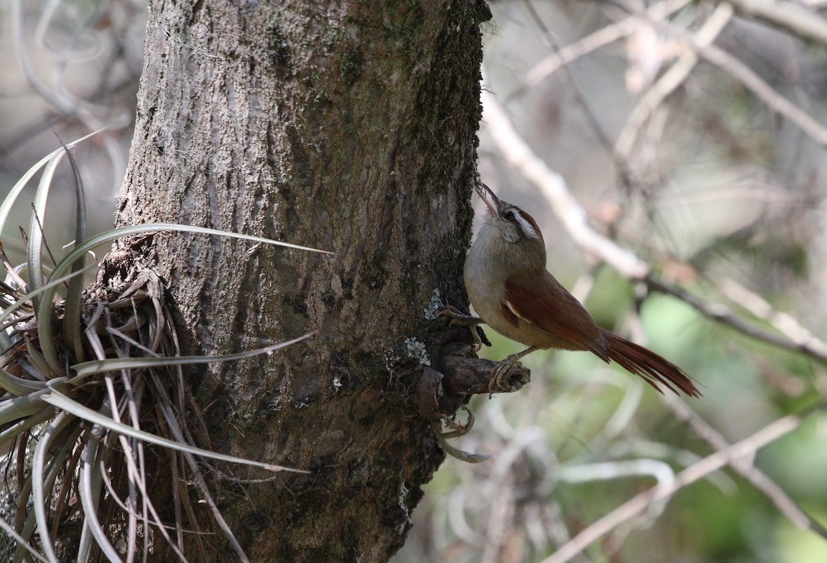 Bolivian Spinetail - Richard Greenhalgh