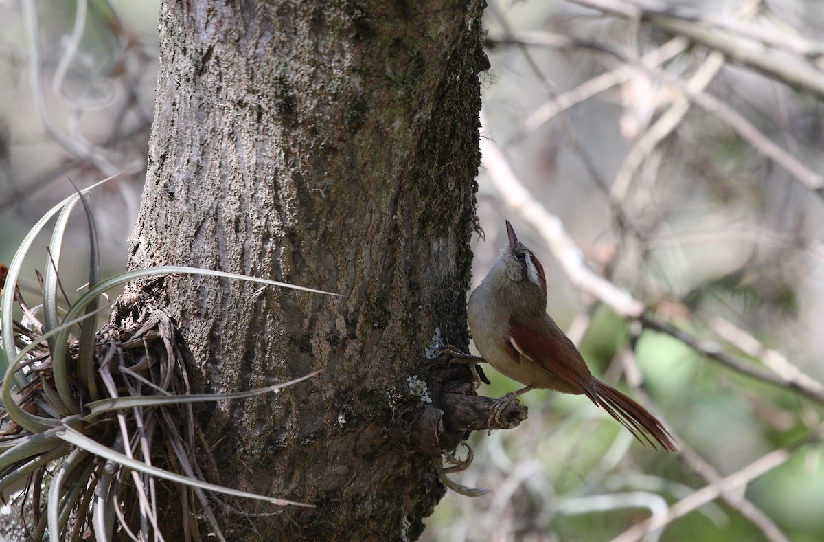 Bolivian Spinetail - Richard Greenhalgh