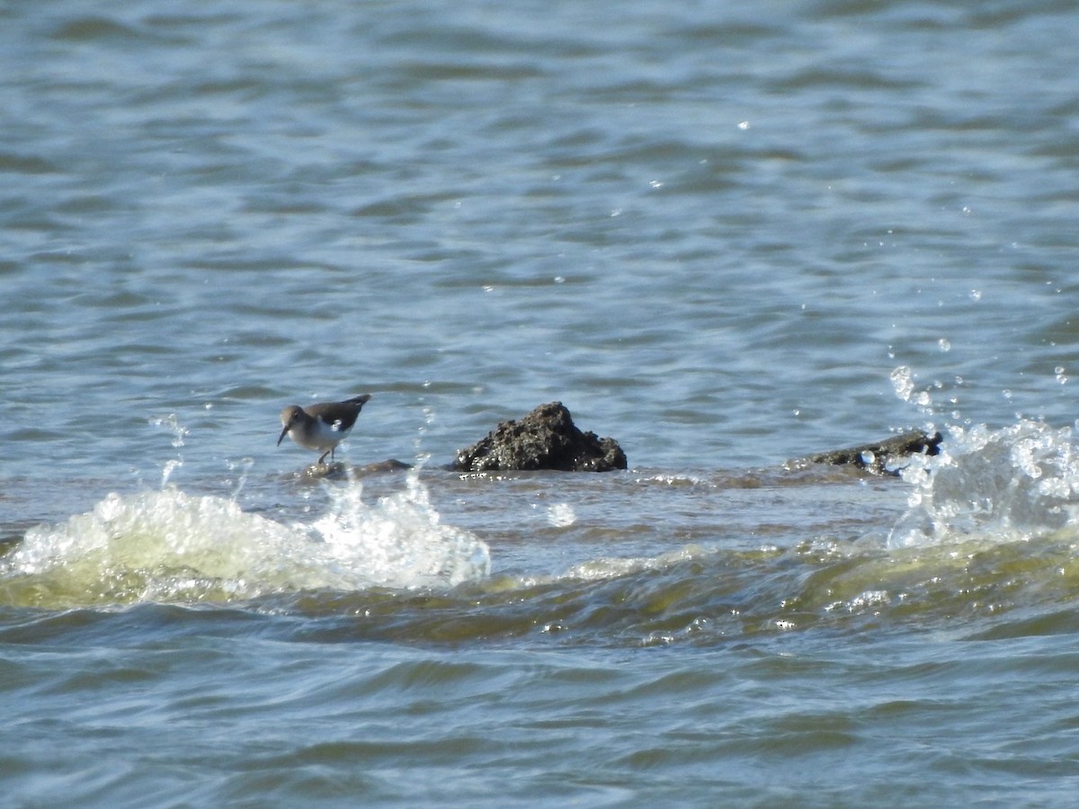 Spotted Sandpiper - ML605270831