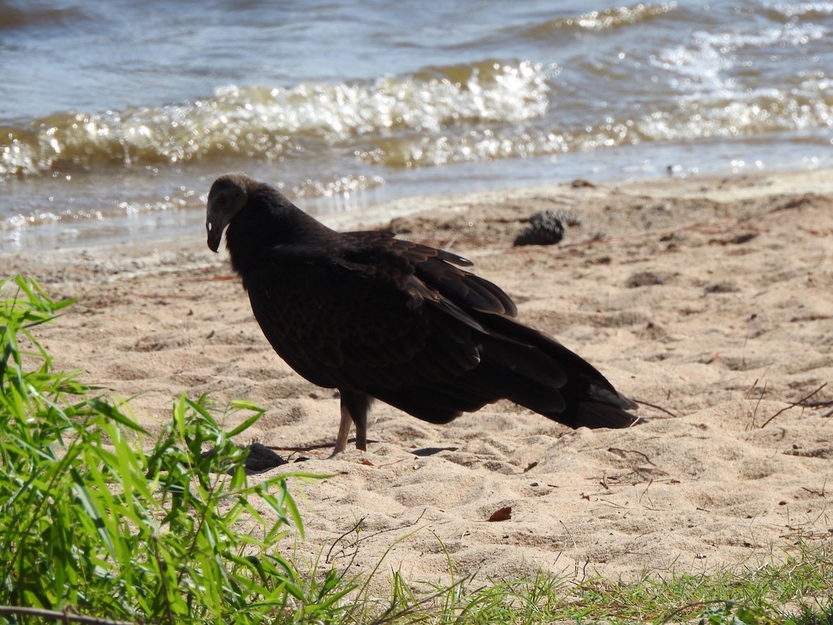 Black Vulture - ML605271011