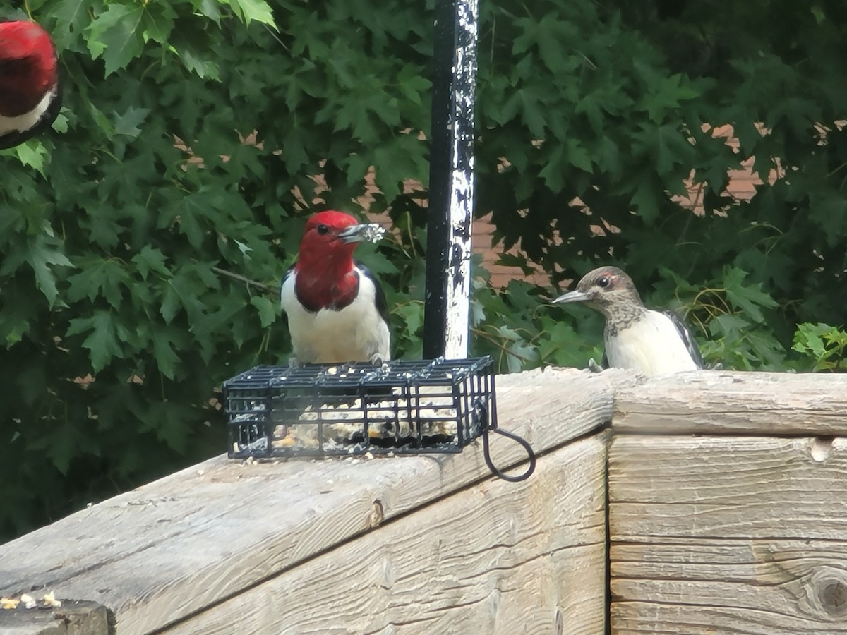 Red-headed Woodpecker - ML605271141