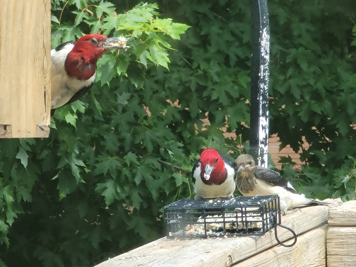 Red-headed Woodpecker - ML605271151