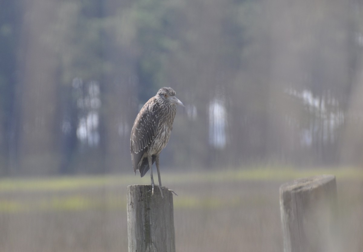 Yellow-crowned Night Heron - ML605271171