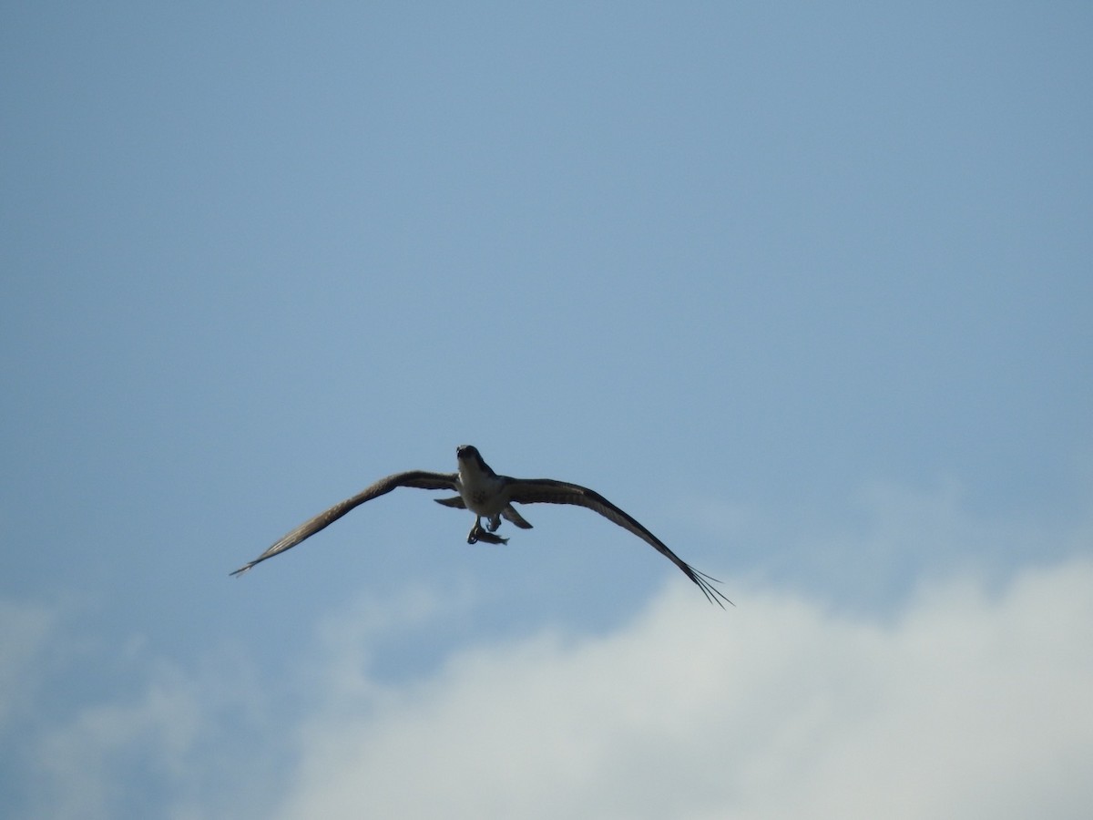 Osprey - ML605271201