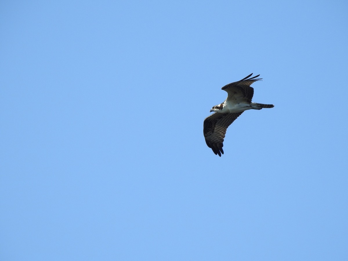 Osprey - ML605271211