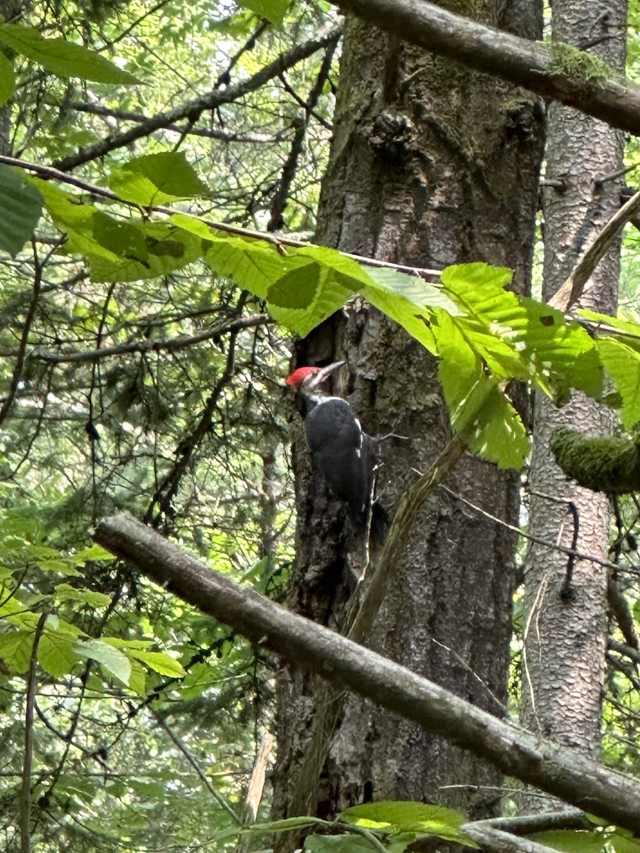 Pileated Woodpecker - ML605271231