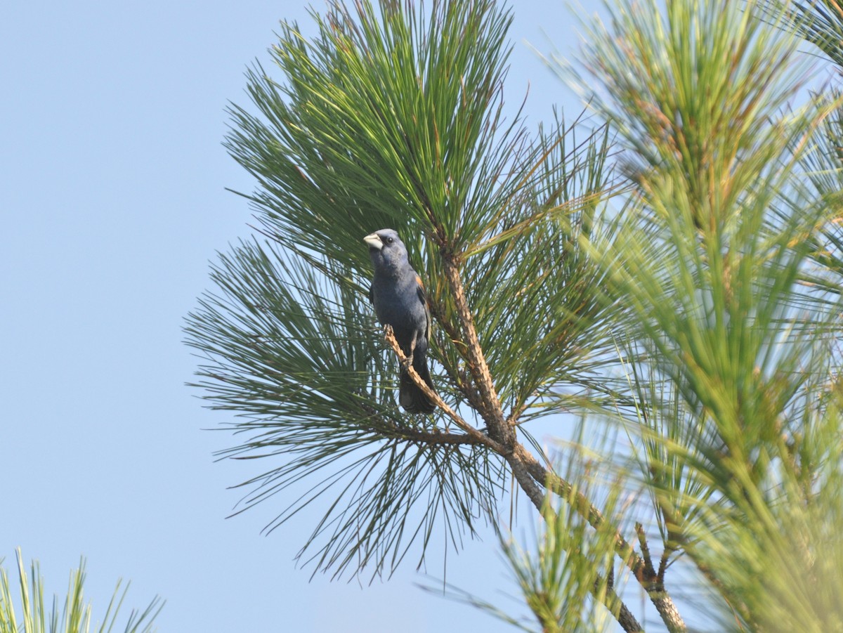 Blue Grosbeak - ML605271331