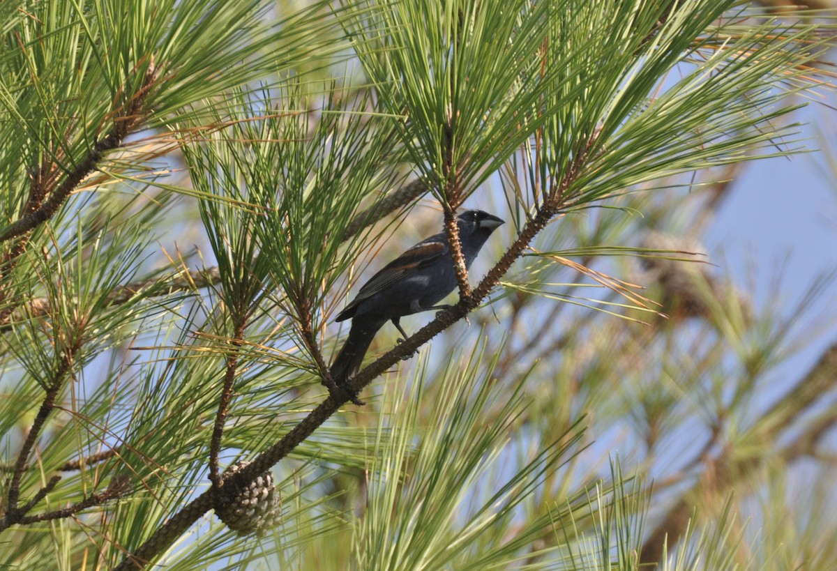 Blue Grosbeak - ML605271361